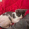 cat, sleeping, gray_and_white, pet, indoor, quilt, red, cozy, fur, cute, animal, resting, domestic, whiskers, paw, relaxing, soft, bed, feline, nap