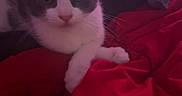 Leo is registered to the contest to win money with this photo: cat, gray_cat, white_cat, pet, animal, feline, indoor, blanket, red_blanket, bedroom, cozy, relaxed, fur, whiskers, ears, cute, looking, soft_light, purple_light, resting