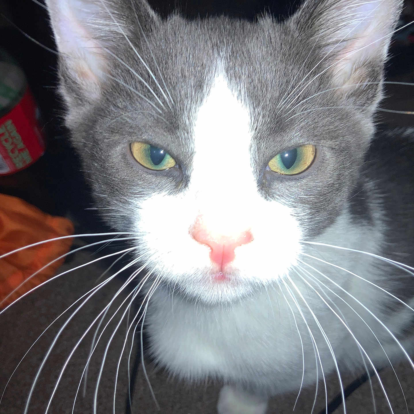 Leo is registered to the contest to win money with this photo: cat, whiskers, close_up, gray_and_white, pet, domestic_animal, fur, yellow_eyes, pink_nose, indoor, flash, bottle, fabric, curious, animal_face, portrait, eyes, feline, domestic_cat, household