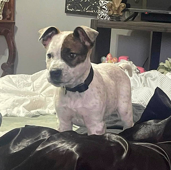 Niko joined the competition — help win amazing prizes! canidae, carnivore, collar, comfort, companion_dog, dog, dog_breed, dog_collar, dog_supply, fawn, non_sporting_group, pet_supply, picture_frame, shelf, small_terrier, sporting_group, terrier, toy_dog, whiskers, working_animal