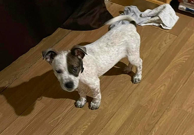 Niko joined the competition — help win amazing prizes! carnivore, collar, companion_dog, dog, dog_breed, dog_collar, dog_supply, fawn, flooring, hardwood, laminate_flooring, pet_supply, snout, sporting_group, tail, terrier, varnish, wood, wood_stain, working_animal