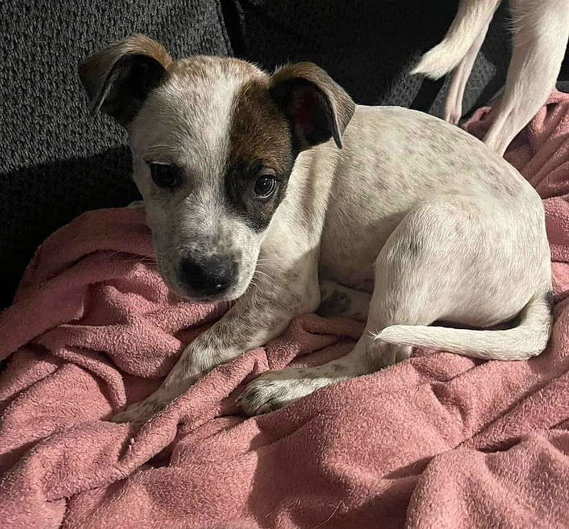 Niko joined the competition — help win amazing prizes! bored, canidae, carnivore, comfort, companion_dog, dog, dog_breed, fawn, fur, non_sporting_group, paw, puppy, snout, sporting_group, terrestrial_animal, toy_dog, whiskers, working_animal