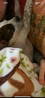 Niko is registered to the contest to win money with this photo: carnivore, companion_dog, dog, dog_breed, eyelash, flower, flowering_plant, petal, plant, porcelain, terrestrial_animal, whiskers, working_animal