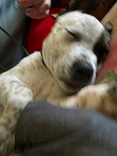 Niko joined the competition — help win amazing prizes! canidae, carnivore, comfort, companion_dog, dog, dog_breed, fawn, fur, mammal, nap, non_sporting_group, puppy, puppy_love, retriever, scottish_fold, snout, sporting_group, terrestrial_animal, whiskers, working_animal