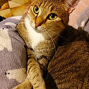 Crevette participe au concours pour gagner de l'argent avec cette photo : cat, tabby, green_eyes, white_paws, crossed_paws, blanket, cozy, indoor, pet, feline, close_up, portrait, fur, whiskers, relaxed, cute, animal, home, resting, soft