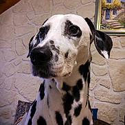 Lydie participe au concours pour gagner de l'argent avec cette photo : dalmatian, dog, pet, animal, black_and_white, spotted, indoor, portrait, close_up, nose, ears, fur, wall, stone_wall, painting, framed_picture, background, calm, attentive, house
