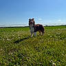 dog, grass, field, dandelion, outdoor, nature, blue_sky, sunny, pet, animal, canine, happy, tongue_out, ears_up, greenery, summer, meadow, daytime, flora, landscape