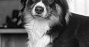 Kyra participe au concours pour gagner de l'argent avec cette photo : animal, black_and_white, calm, canine, companion, couch, dog, domestic, ears, fur, furniture, home, indoor, long_hair, looking, muzzle, pet, portrait, relaxing, snout