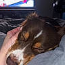 dog, sleeping, hand, bed, blanket, indoor, television, blurred_background, resting, cozy, pet, fur, brown, white_markings, closeup, comfort, relaxation, couch, nighttime, home