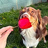 Kyra a rejoint le concours — aidez-le/la à gagner de superbes lots ! dog, flower, hand, grass, fence, outdoor, pet, brown_fur, white_fur, nose, closeup, sunlight, garden, playful, curious, animal, nature, backyard, canine, sniffing