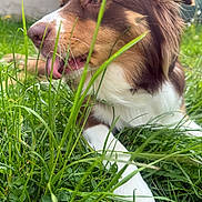 Kyra a rejoint le concours — aidez-le/la à gagner de superbes lots ! dog, grass, outdoor, close_up, brown_fur, white_fur, animal, pet, tongue, nature, sunlight, playful, curious, background_blur, greenery, paw, ears, snout, face, daylight