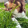 dog, grass, outdoor, close_up, brown_fur, white_fur, animal, pet, tongue, nature, sunlight, playful, curious, background_blur, greenery, paw, ears, snout, face, daylight