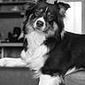 Kyra participe au concours pour gagner de l'argent avec cette photo : animal, black_and_white, canine, companion, couch, cute, dog, domestic, friend, fur, furniture, household, indoor, looking, pet, playful, portrait, relaxed, resting, toy