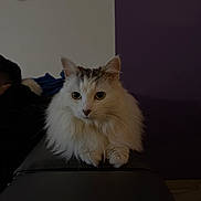 Eliye a rejoint le concours — aidez-le/la à gagner de superbes lots ! cat, fluffy_cat, white_cat, pet, indoor, couch, furniture, wall, decor, relaxed, animal, portrait, domestic_animal, resting, ears, whiskers, eyes, fur, paws, home