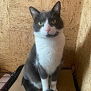 Tao participe au concours pour gagner de l'argent avec cette photo : animal, box, cat, close_up, curious, cushion, domestic, feline, fur, gray_and_white, green_eyes, indoor, looking, pet, portrait, sitting, tail, texture, wall, whiskers