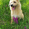 Narmia a rejoint le concours — aidez-le/la à gagner de superbes lots ! animal, canine, dog, flowers, fur, grass, greenery, happy, meadow, nature, outdoor, panting, pet, portrait, screenshot, scruffy_dog, social_media, summer, text_overlay, tongue