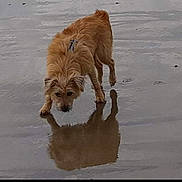 Narmia participe au concours pour gagner de l'argent avec cette photo : alone, animal, beach, brown_dog, canine, curious, daytime, dog, fur, nature, outdoor, pet, puddle, reflection, small_dog, sniffing, standing, water, wet_sand, wet_surface