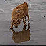 alone, animal, beach, brown_dog, canine, curious, daytime, dog, fur, nature, outdoor, pet, puddle, reflection, small_dog, sniffing, standing, water, wet_sand, wet_surface
