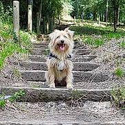 Narmia a rejoint le concours — aidez-le/la à gagner de superbes lots ! dog, outdoor, stairs, nature, trees, forest, path, happy, pet, animal, daylight, greenery, wood, canine, smiling, adventure, scruffy, leaves, dirt, walking_trail