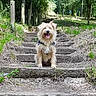 dog, outdoor, stairs, nature, trees, forest, path, happy, pet, animal, daylight, greenery, wood, canine, smiling, adventure, scruffy, leaves, dirt, walking_trail
