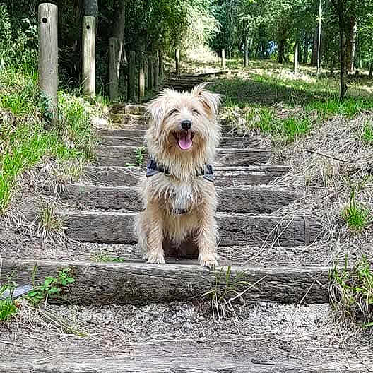Narmia a rejoint le concours — aidez-le/la à gagner de superbes lots ! dog, outdoor, stairs, nature, trees, forest, path, happy, pet, animal, daylight, greenery, wood, canine, smiling, adventure, scruffy, leaves, dirt, walking_trail