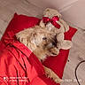 Narmia participe au concours pour gagner de l'argent avec cette photo : animal, blanket, bow, comfort, companion, cozy, cuddling, cute, dog, floor, fur, indoor, pet, pillow, red, resting, sleepy, stuffed_animal, teddy_bear, wooden_floor