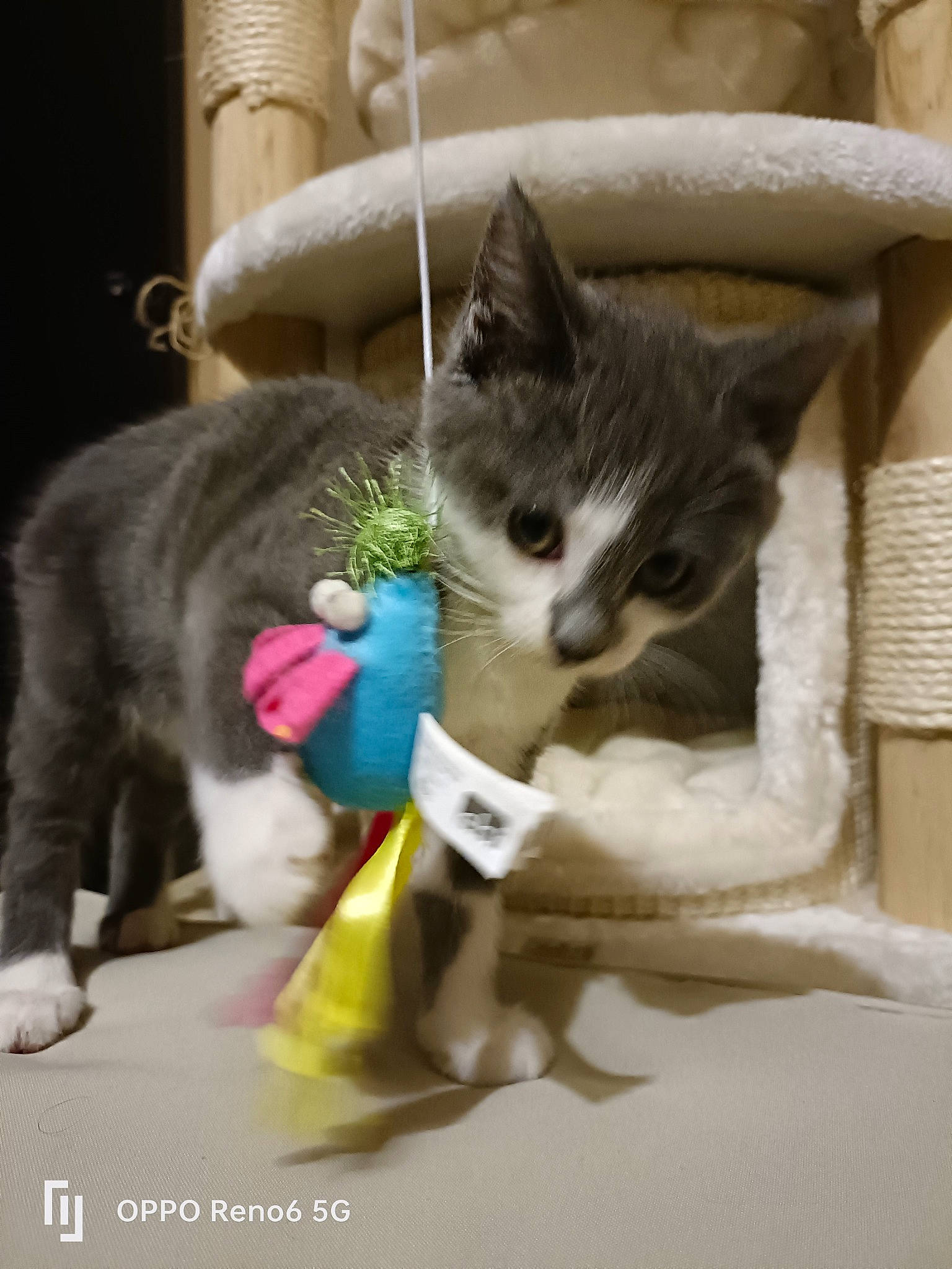 Jumanji a rejoint le concours — aidez-le/la à gagner de superbes lots ! bag, carnivore, cat, cat_supply, claw, collar, comfort, couch, domestic_short_haired_cat, fashion_accessory, felidae, fur, linens, paw, pet_supply, photo_caption, plant, small_to_medium_sized_cats, tail, whiskers