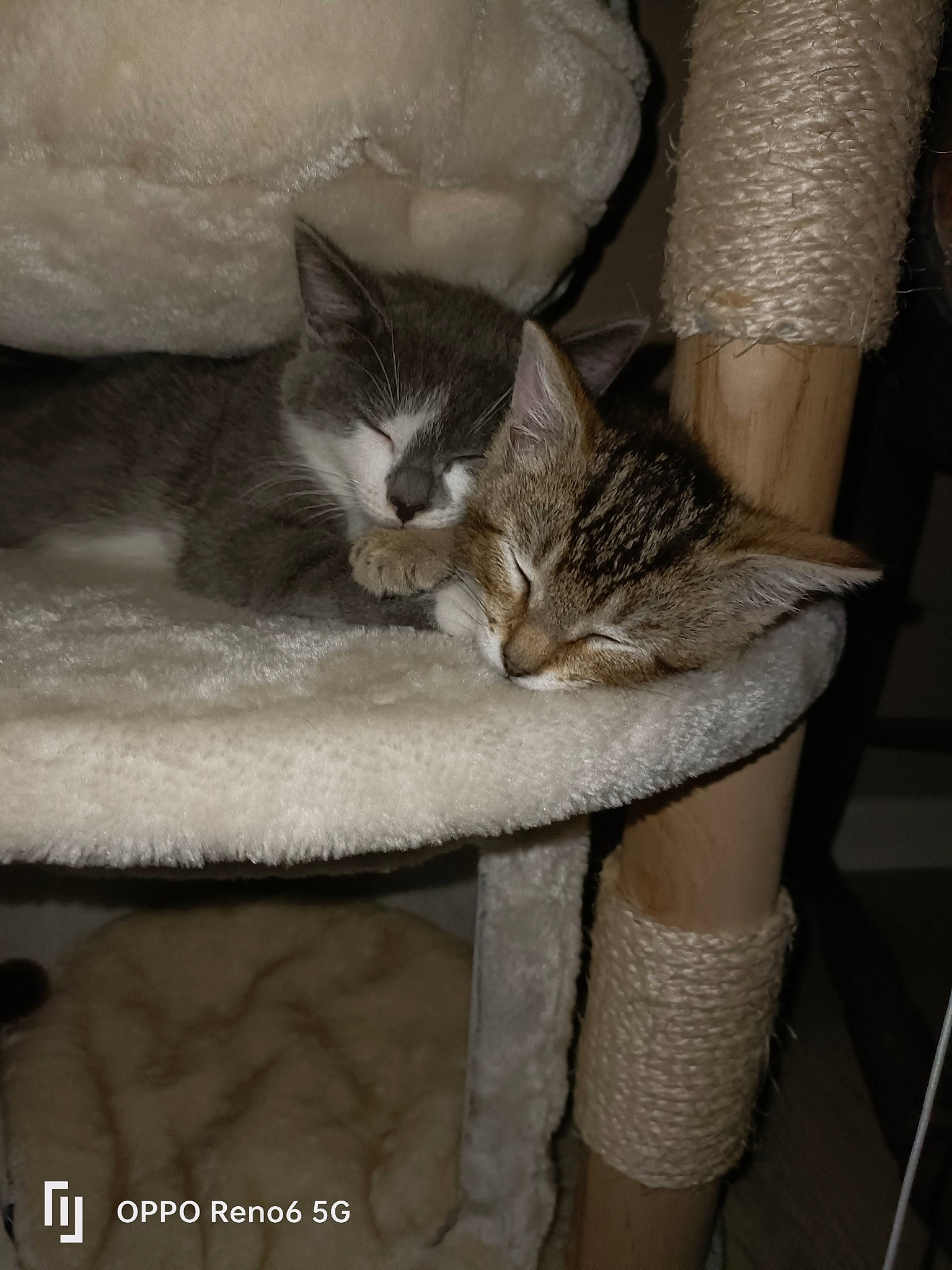 Jumanji a rejoint le concours — aidez-le/la à gagner de superbes lots ! carnivore, cat, cat_bed, cat_supply, claw, comfort, domestic_short_haired_cat, fawn, felidae, fur, grey, human_leg, mammal, paw, small_to_medium_sized_cats, snout, tail, whiskers, window, wood