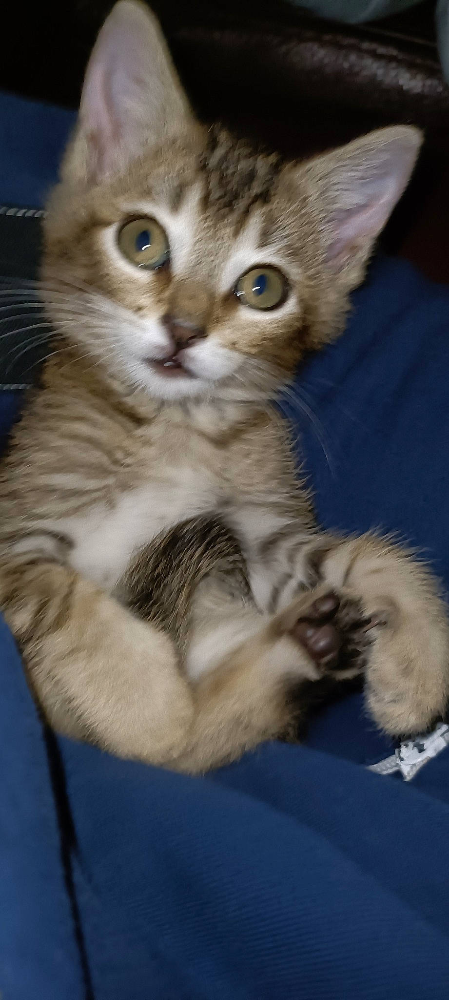 Falkor a rejoint le concours — aidez-le/la à gagner de superbes lots ! carnivore, cat, claw, comfort, domestic_short_haired_cat, fawn, felidae, fur, paw, small_to_medium_sized_cats, snout, tail, whiskers