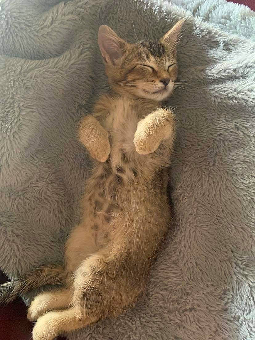 Falkor a rejoint le concours — aidez-le/la à gagner de superbes lots ! carnivore, cat, claw, comfort, domestic_short_haired_cat, fawn, felidae, fur, grey, paw, sitting, small_to_medium_sized_cats, snout, tail, terrestrial_animal, tree, whiskers, wildlife