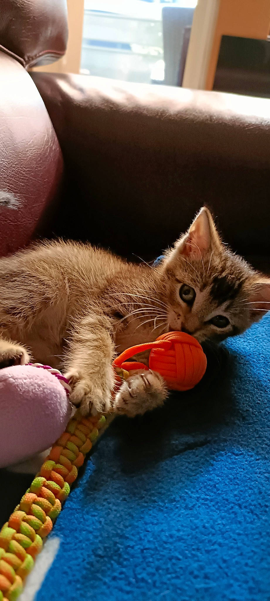 Falkor participe au concours pour gagner de l'argent avec cette photo : carnivore, cat, claw, close_up, comfort, couch, domestic_short_haired_cat, eye, fawn, felidae, foot, fur, nap, paw, small_to_medium_sized_cats, snout, tail, toy, whiskers, wood