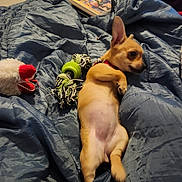 Casie Rosie is registered to the contest to win money with this photo: puppy, dog, blanket, toy, bedroom, lying_down, tan, small_dog, indoor, soft, cute, relaxed, collar, pet, fur, sleepy, comfort, play, home, resting