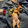 puppy, dog, blanket, toy, bedroom, lying_down, tan, small_dog, indoor, soft, cute, relaxed, collar, pet, fur, sleepy, comfort, play, home, resting