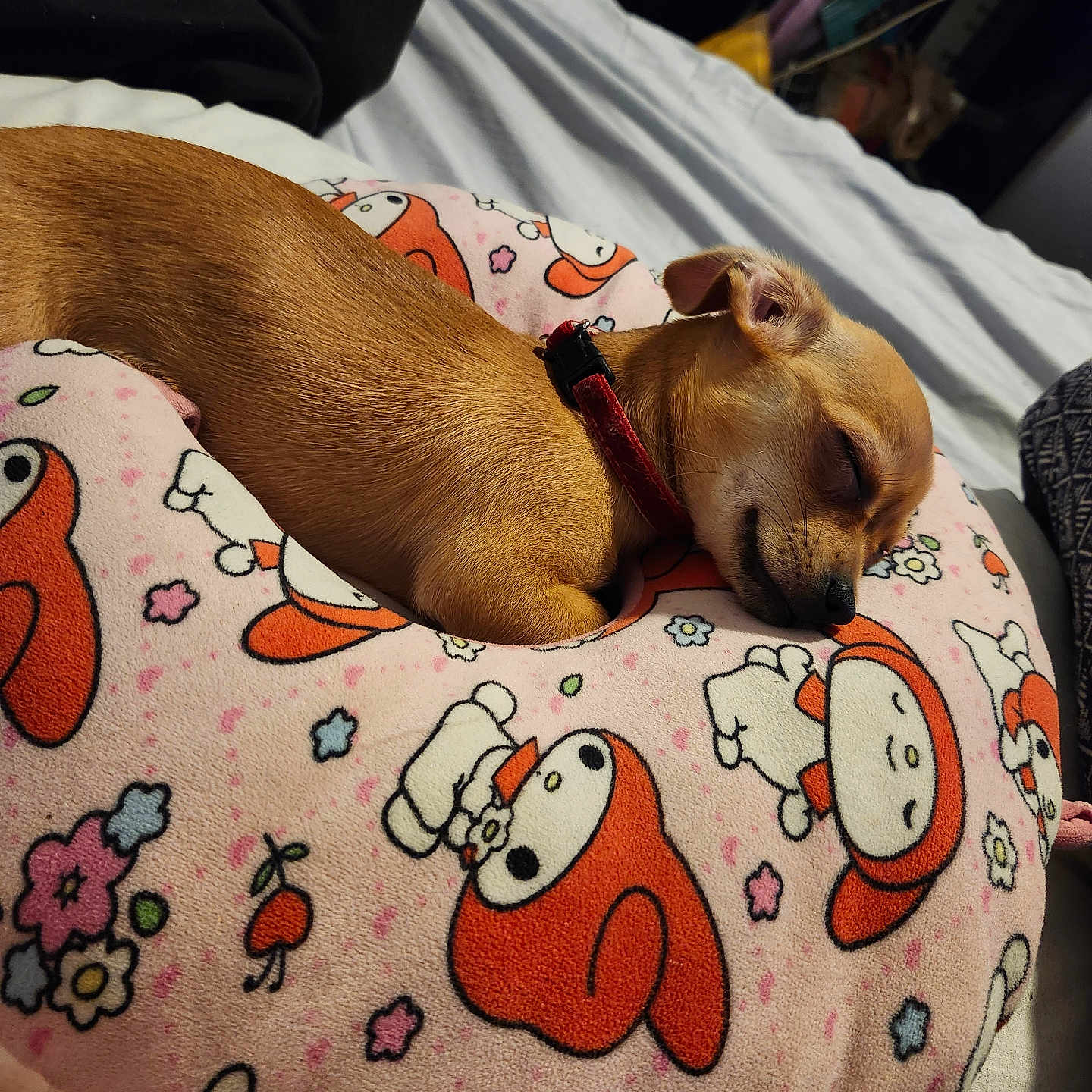 Casie Rosie is registered to the contest to win money with this photo: animal, bed, cartoon_pattern, collar, cozy, cute, cute_pet, dog, floral, fur, indoor, orange, pet, pillow, pink, relaxing, rest, sleeping, small_dog, soft