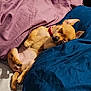Casie Rosie is registered to the contest to win money with this photo: dog, puppy, sleeping, blanket, bed, cozy, cute, fur, pet, red_collar, resting, indoor, small_dog, relaxing, paw, snuggle, domestic_animal, canine, animal, fur_texture