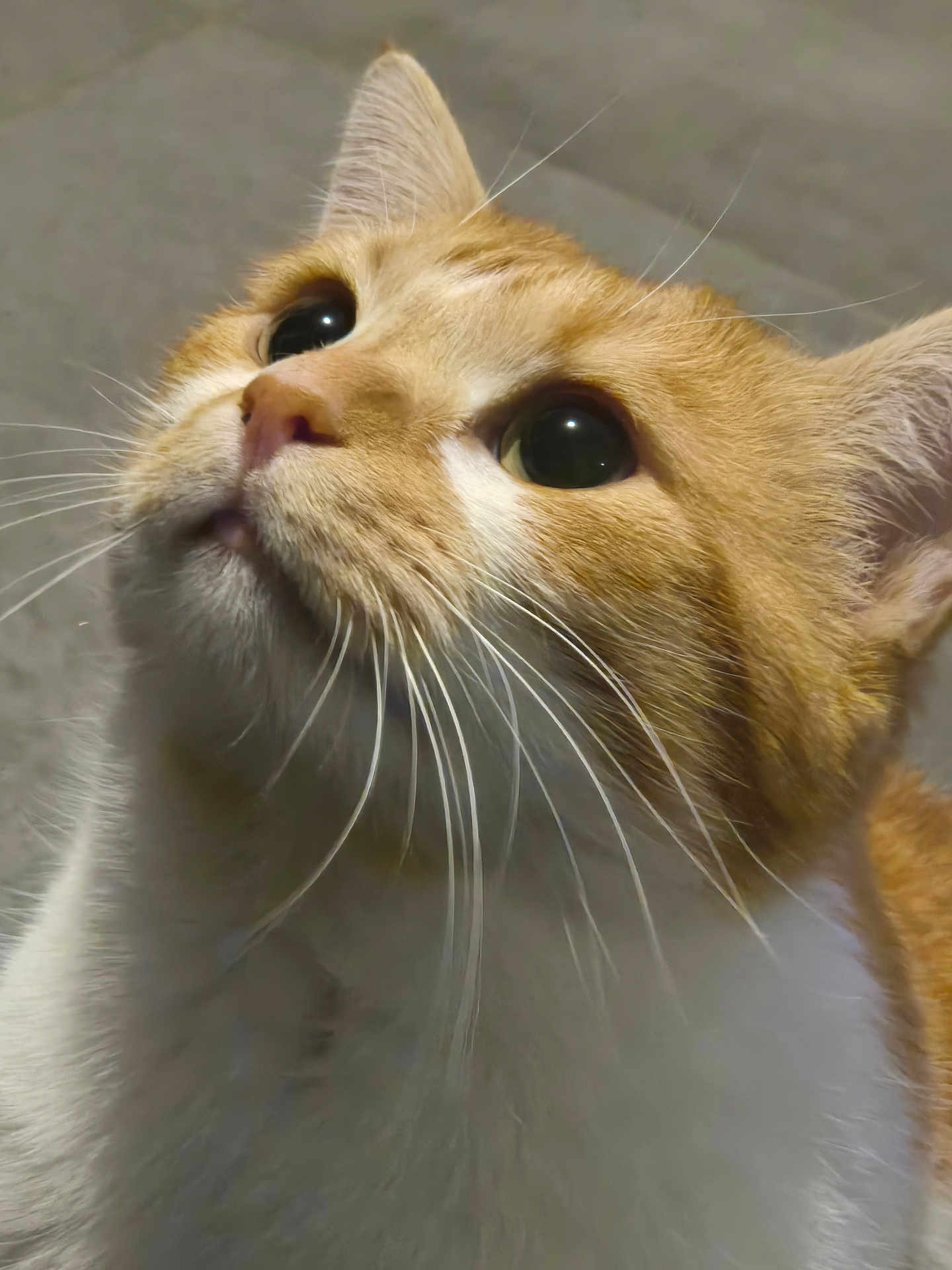Babouche a rejoint le concours — aidez-le/la à gagner de superbes lots ! animal, background_blur, cat, close_up, curious, cute, domestic_cat, ears, face, feline, fur, indoor, looking_up, mammal, orange_cat, pet, portrait, soft_light, whiskers, white_fur