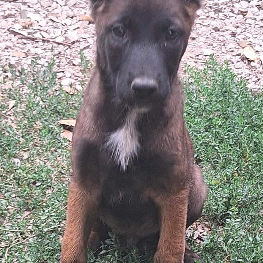 Bunker participe au concours pour gagner de l'argent avec cette photo : dog, puppy, grass, outdoor, pet, animal, brown, black, ears, sitting, young, curious, nature, ground, canine, fur, background, container, gravel, alert