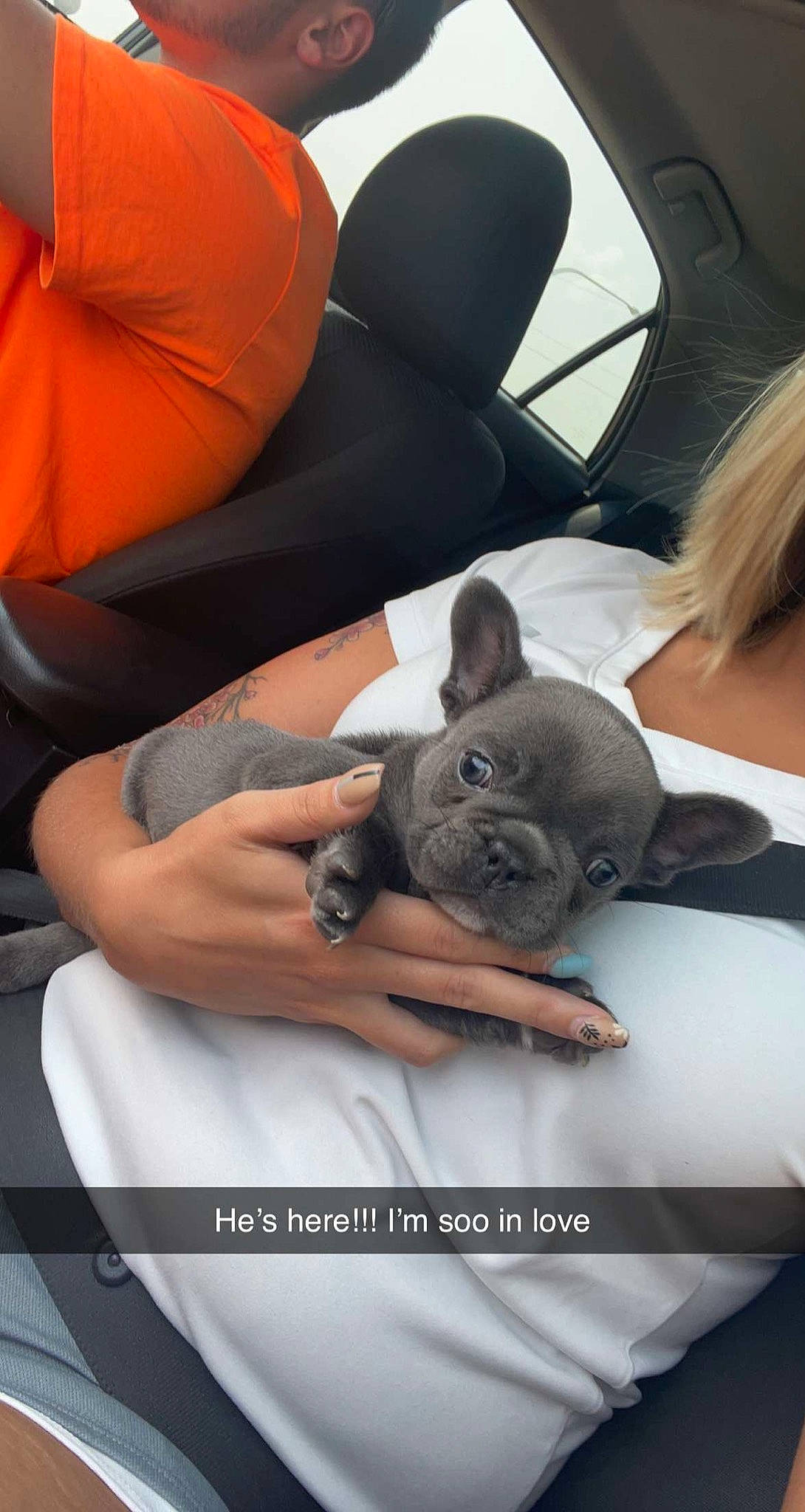 Winston is registered to the contest to win money with this photo: arm, automotive_design, bean_bag, carnivore, comfort, companion_dog, couch, dog, dog_breed, ear, fawn, finger, hand, human_body, human_leg, leg, mouth, snout, thigh, toy_dog