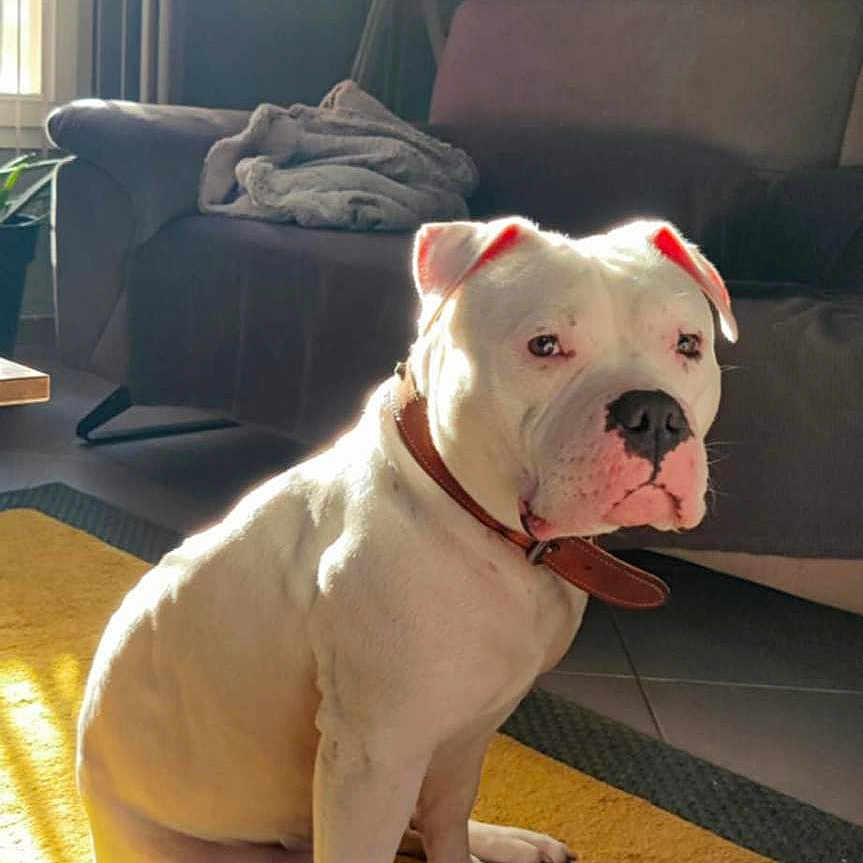Bully