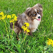 Scooter is registered to the contest to win money with this photo: animal, blue_eyes, canine, dog, field, flowers, fluffy, fur, grass, greenery, happy, nature, outdoor, pet, playful, sitting, smile, summer, tongue_out, yellow_flowers