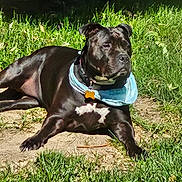 Bella is registered to the contest to win money with this photo: dog, black_dog, bandana, collar, pet, outdoor, grass, sunlight, animal, canine, resting, mammal, nature, summer, relaxing, patch_of_dirt, greenery, daytime, domestic_animal, quiet