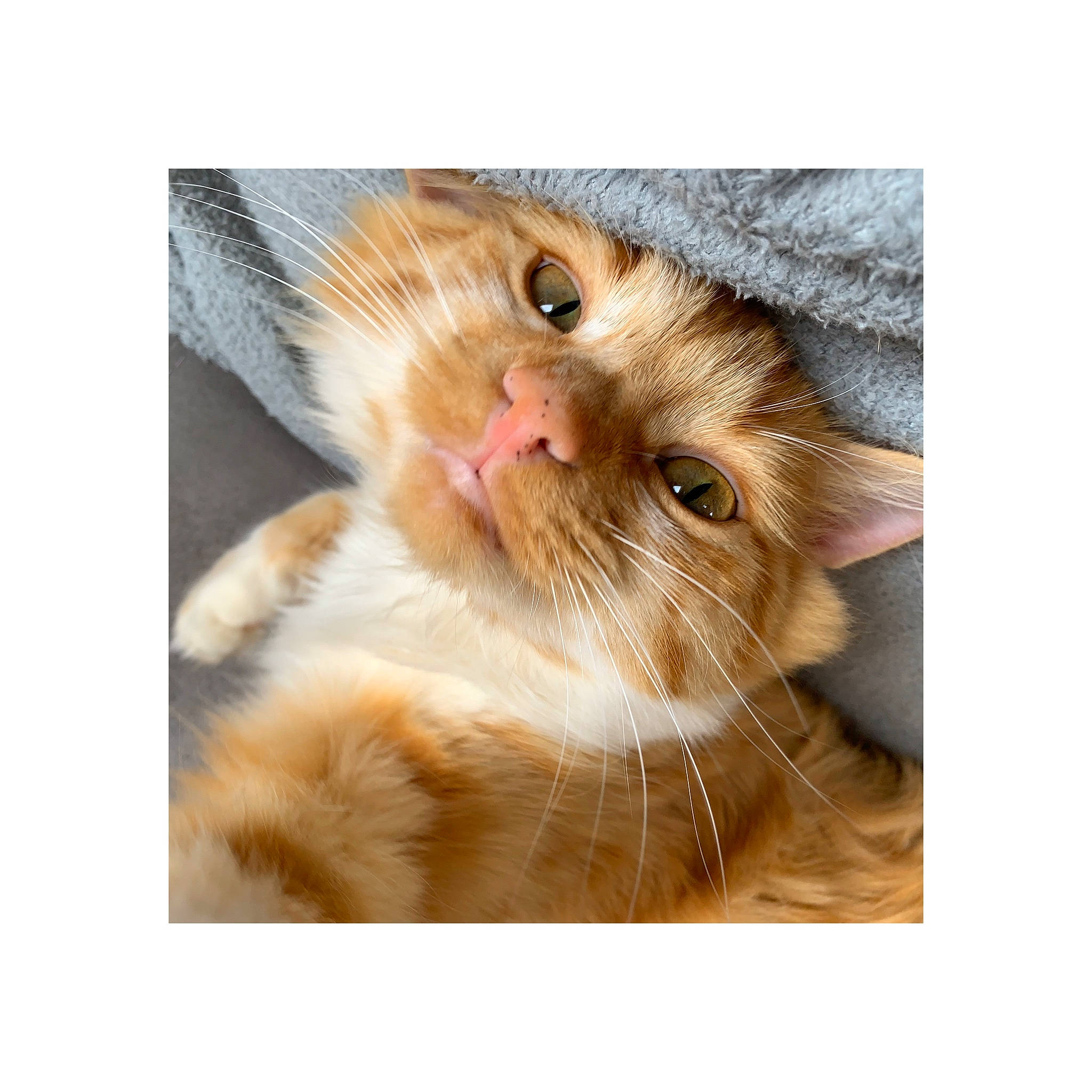 Timoune a rejoint le concours — aidez-le/la à gagner de superbes lots ! carnivore, cat, close_up, ear, european_shorthair, eye, fawn, felidae, fur, kitten, mammal, nose, paw, persian, polydactyl_cat, scottish_fold, small_to_medium_sized_cats, snout, tabby_cat, whiskers