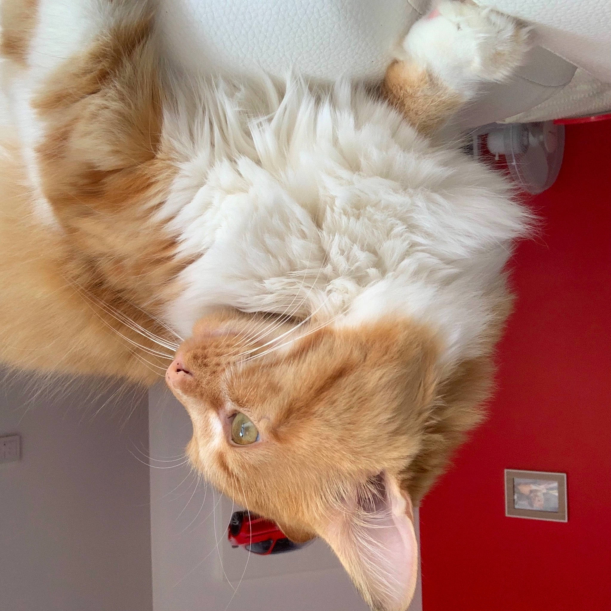 Timoune participe au concours pour gagner de l'argent avec cette photo : carnivore, cat, ear, fawn, felidae, fur, kitten, paw, ragdoll, skin, small_to_medium_sized_cats, tail, whiskers