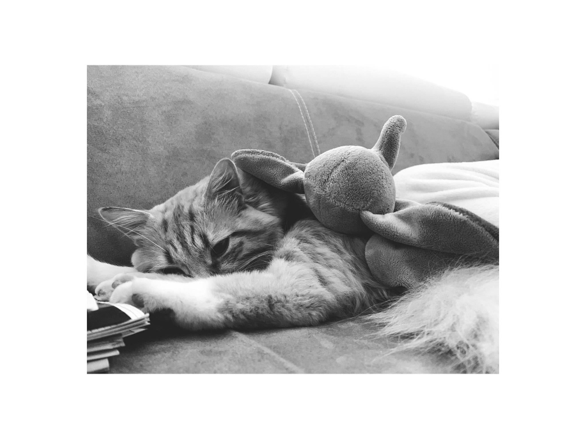 Timoune a rejoint le concours — aidez-le/la à gagner de superbes lots ! black_and_white, carnivore, cat, comfort, drawing, ear, felidae, kitten, monochrome, monochrome_photography, nap, paw, photography, sleep, small_to_medium_sized_cats, snapshot, snout, stock_photography, tabby_cat, whiskers