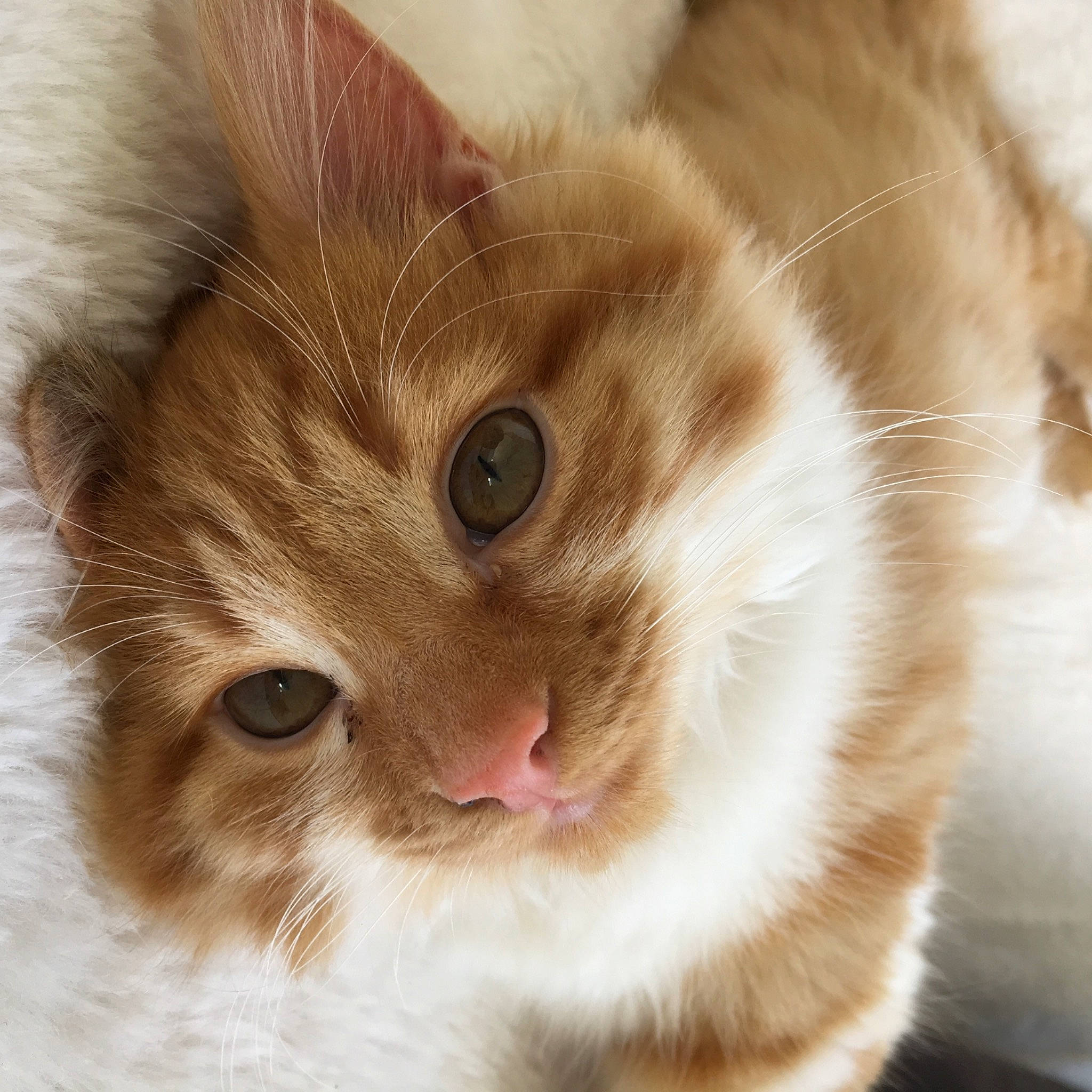 Timoune participe au concours pour gagner de l'argent avec cette photo : aegean_cat, american_wirehair, british_semi_longhair, carnivore, cat, close_up, domestic_long_haired_cat, ear, european_shorthair, eye, fawn, felidae, fur, mammal, norwegian_forest_cat, nose, polydactyl_cat, small_to_medium_sized_cats, snout, whiskers