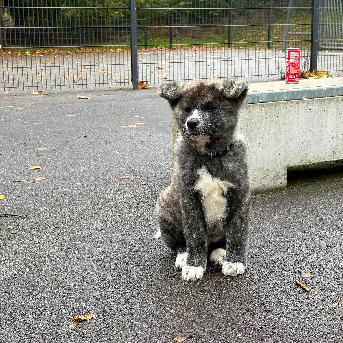 Aïko participe au concours pour gagner de l'argent avec cette photo : alone, animal, asphalt, bench, collar, concrete, cute, daylight, dog, fence, fur, leaves, nature, outdoor, pet, puppy, sitting, soda_can, trees, young