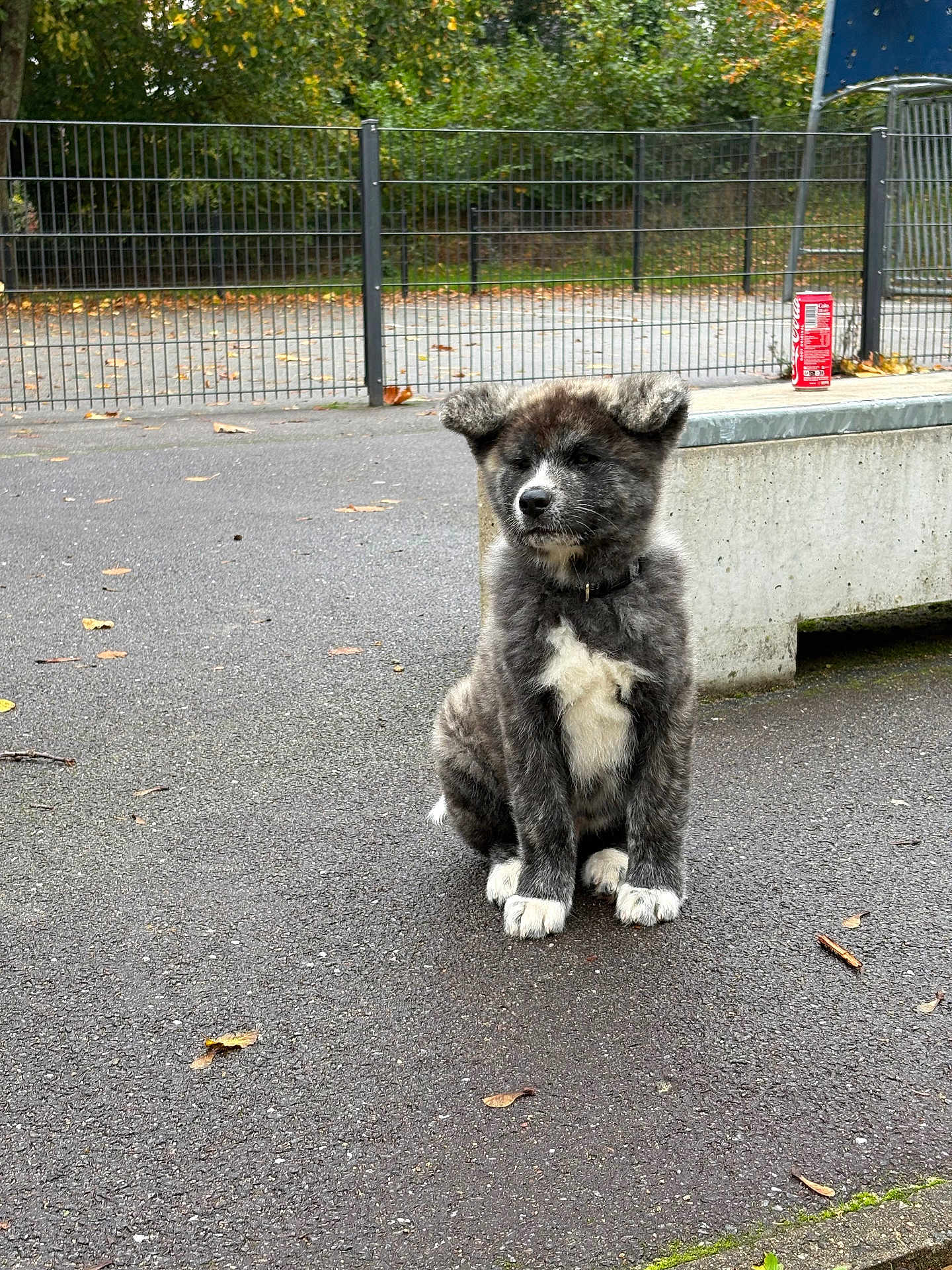 Aïko participe au concours pour gagner de l'argent avec cette photo : puppy, dog, sitting, asphalt, concrete, bench, soda_can, fence, outdoor, pet, animal, fur, collar, leaves, trees, nature, daylight, cute, young, alone