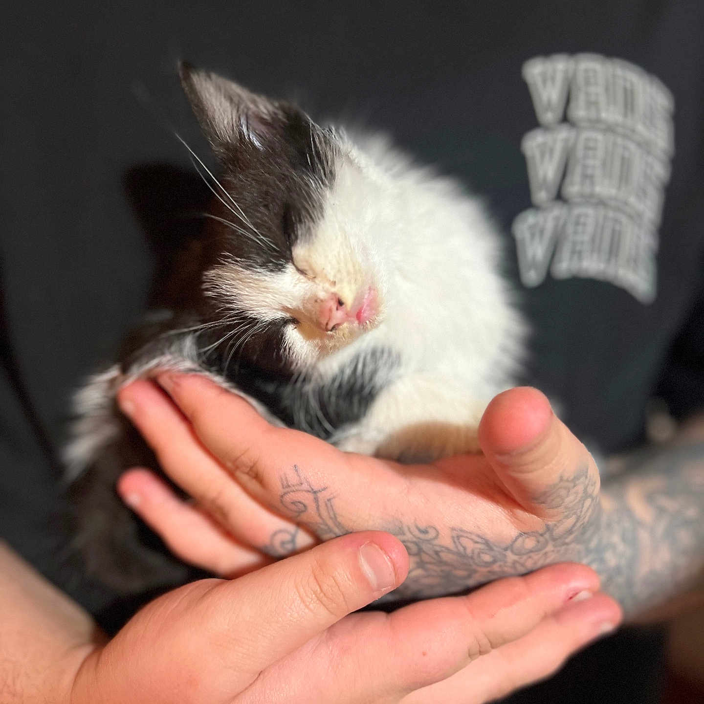 Oreo joined the competition — help win amazing prizes! abyssinian, animal, arm, baby, bodypart, cat, face, finger, hand, head, kitten, manx, person, pet, photography, portrait, siamese, skin, tattoo, wrist
