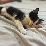 Oreo joined the competition — help win amazing prizes! abyssinian, animal, bed, bedroom, blanket, cat, furniture, indoors, kitten, manx, person, pet, quilt, room, sleeping