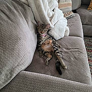 Miss H joined the competition — help win amazing prizes! cat, tabby_cat, couch, blanket, indoor, pet, animal, relaxing, feline, striped, fur, collar, living_room, furniture, cozy, resting, domestic_animal, soft, comfort, home